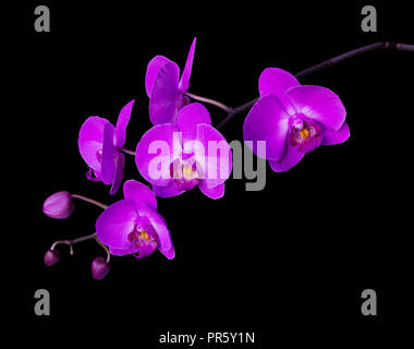 Pink flower of a phalaenopsis orchid with several buds on a branch, isolated on a black background Stock Photo