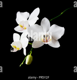 White orchid phalaenopsis flower close-up isolated on a black background Stock Photo