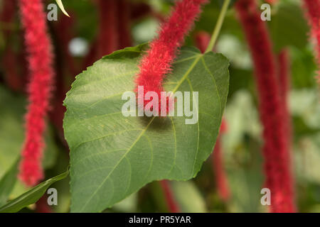 Furry like tail of the Red Hot Cat's Tail plant Stock Photo