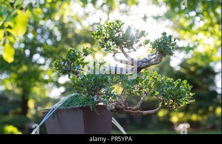 Japanese bonsai in a Japanese garden with a shining sun. Stock Photo