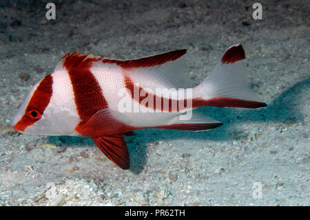 Emperor red snapper (Lutjanus sebae), also known as the government ...