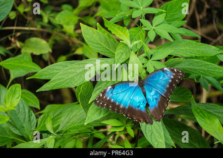 Blue Morpho, Morpho peleides, big butterfly sitting on green leaves, beautiful insect in the nature habitat, wildlife from Amazon in Peru, South Ameri Stock Photo