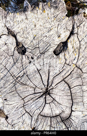 Ghostly face revealed in cracked tree stump. Stock Photo