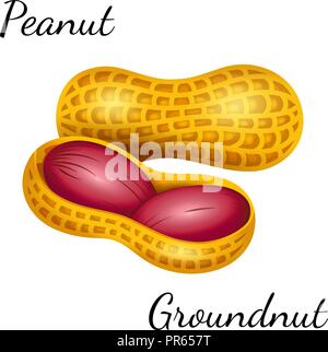 Peanut, groundnut in vector. Stock Vector