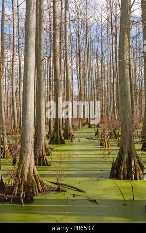 Cypress Swamp in the Sun at Heron Pond in Southern Illinois Stock Photo