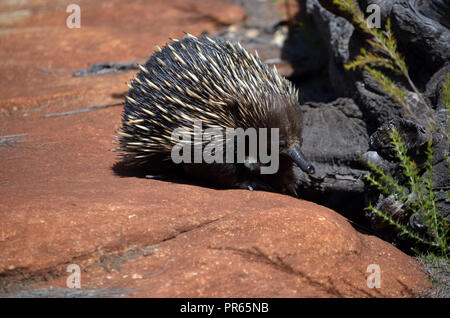 Australian echidna, the spiny anteater, Tachyglossus aculeatus, searching for ants on sandstone rocks, Royal National Park, Sydney, NSW, Australia Stock Photo