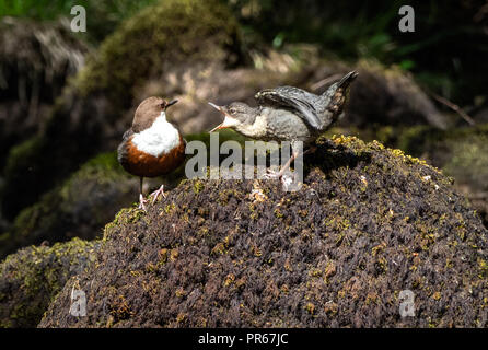 White throated or European dipper Cinclus cinclus with demanding chick begging for food in a river in the Brecon Beacons Wales UK Stock Photo