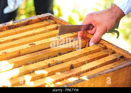 Bees, beehives and honey harvesters in a natural countryside apiary Stock Photo