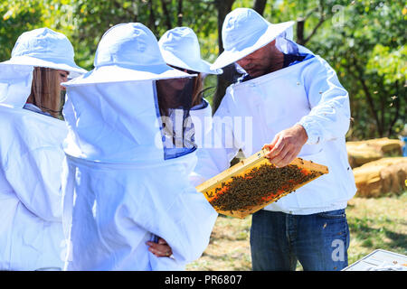 Bees, beehives and honey harvesters in a natural countryside apiary Stock Photo