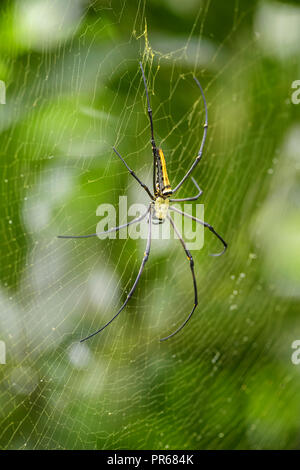 Giant Woodspider - Nephila pilipes, large colorful spider from Southeast Asia forests and woodlands. Stock Photo