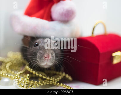 A gray little mouse, a New Year's cap on the head of a mouse is a Santa Claus santa. Next to the mouse is a New Year's gift. Stock Photo