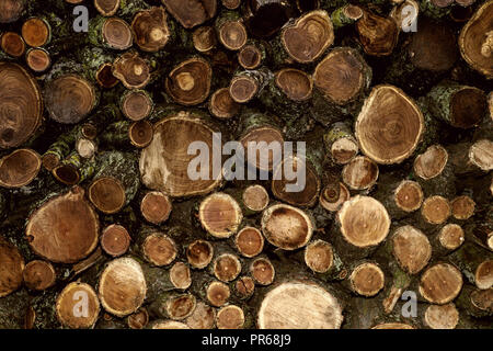 A pile of wooden pillars. A large pile of cropped wooden stumps. Stock Photo