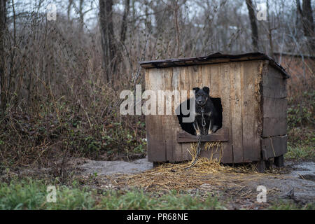 A black dog peeks out from the booth to the street. The black dog is in the booth. Stock Photo