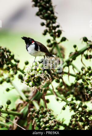 Red-Whiskered Bulbul on a bush at Sugar Beach resort and spa, Flic en Flac, Mauritius Stock Photo
