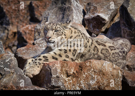 Close up full length photograph of a snow leopard lying across the rocks. It blends in with the background as it lies relaxing