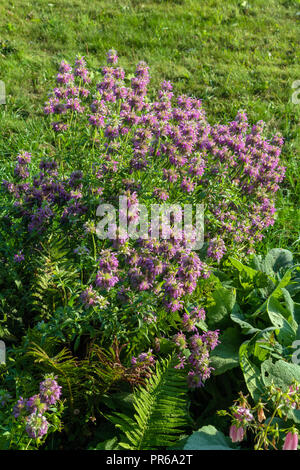 Monard harlequin flowers in the summer garden, natural landscape design and gardening Stock Photo