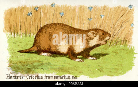 European hamster <Cricetus cricetus>,   1884 1884 Stock Photo