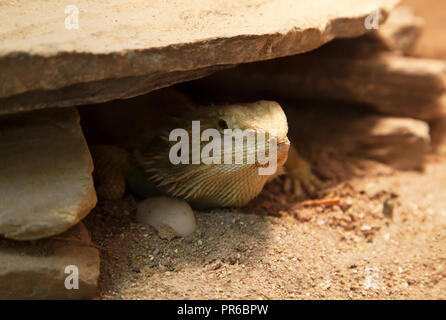 Pogona vitticeps lizard hiding under a rock Stock Photo