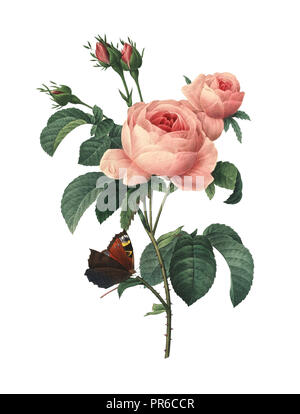 Antique illustration of a rosa centifolia, also known as provence rose, cabbage rose or Rose de Mai. Engraved by Pierre-Joseph Redoute (1759 - 1840),  Stock Photo