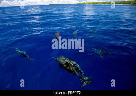 Spinner dolphins, Stenella longirostris, Ant Atoll, Pohnpei, Federated States of Micronesia