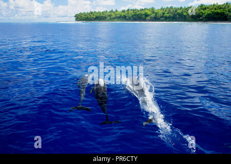 Spinner dolphins, Stenella longirostris, Ant Atoll, Pohnpei, Federated States of Micronesia
