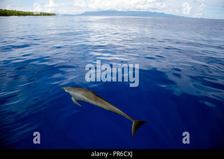 Spinner dolphin, Stenella longirostris, Ant Atoll, Pohnpei, Federated States of Micronesia