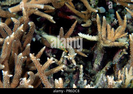 Longnose or orange spotted filefish, Oxymonacanthus longirostris, swims by coral Acropora sp., Pohnpei, Federated States of Micronesia Stock Photo