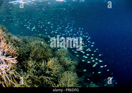 Pristine coral reef, mainly Acropora sp., with aggregation of blue-green chromis, Chromis viridis, Pohnpei, Federated States of Micronesia Stock Photo