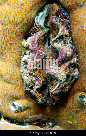 Giant clam, Tridacna sp., Pohnpei, Federated States of Micronesia Stock Photo