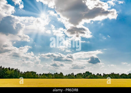 A field of yellow wheat under a cloudy sky with sunrays, in Pirogovo near Kiev, Ukraine, during summer Stock Photo