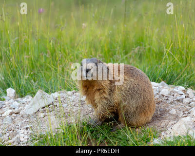 Marmota marmota. Marmot of the Alps. The Dolomites. Alpine fauna. Italian Alps. Europe. Stock Photo