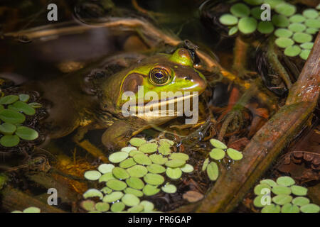 This is the elusive Pig Frog. It is often heard in the marsh and swamps, but it is rarely seen. It sounds like a pig.
