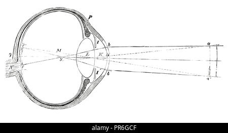 19-th century illustration of a human eye. Published in Novoveki Izumi u znanosti, obrtu i umjetnosti by dr. Bogoslav Sulek, dr. Mijo Kispatic i Ljude Stock Photo