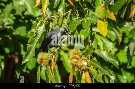 Jackdaw, Western or European Jackdaw (Corvus monedula) perched in a Beech tree and eating nuts from the prickly fruit. Facing right. Horizontal. Stock Photo