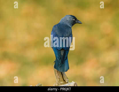 Jackdaw, European Jackdaw with blue black glossy feathers perched on tree stump.  Blurred background.  Scientific nameL Corvus monedula. Stock Photo