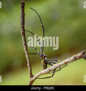 Giant Woodspider - Nephila pilipes, large colorful spider from Southeast Asia forests and woodlands. Stock Photo