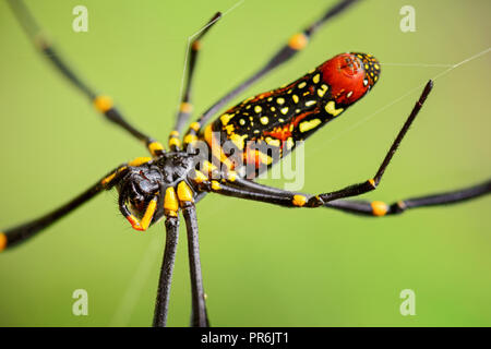 Giant Woodspider - Nephila pilipes, large colorful spider from Southeast Asia forests and woodlands. Stock Photo