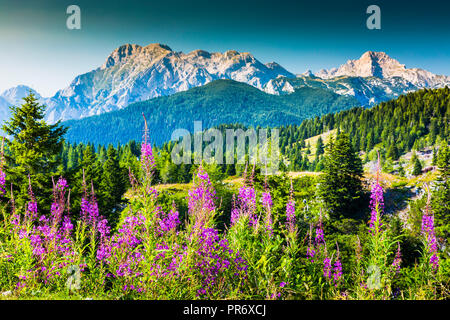 Mountains in summer with flowers. Stock Photo