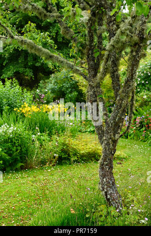 Spanish moss and lichens on Cherry tree in The Flower Garden in rain south of Cawdor Castle Scotland UK Stock Photo