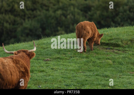 Scottish highland cows, bull looking at calf in field, Scotland UK Stock Photo