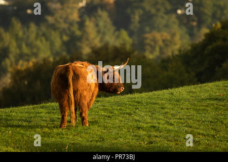 Scottish highland cow bull in field, Scotland UK Stock Photo