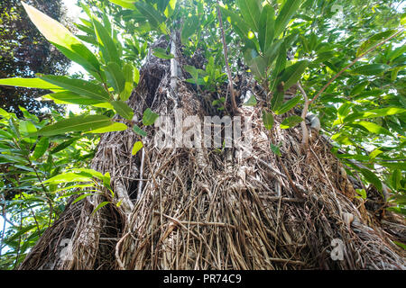 tree overgrown by roots from shrub (Coussapoa  Microcarp) - Stock Photo