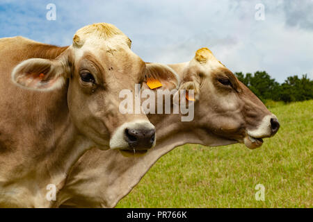 Portrait of Aubrac cows in the meadow Stock Photo