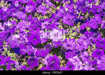 city flowers pituunii, background of flowers, autumn mood Stock Photo