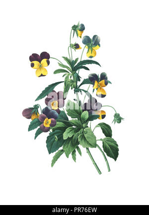 19th-century illustration of a Viola tricolor, also known as heartsease, heart's ease, heart's delight, tickle-my-fancy, Jack-jump-up-and-kiss-me, com Stock Photo