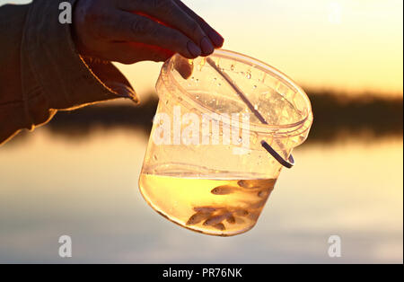 A man's hand holds a transparent polystyrene box with small minnows floating in the water. Used as bait for catching predatory fish Stock Photo
