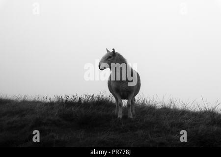Lone sheep on a mountainside in the Brecon Beacons National Park Wales Stock Photo