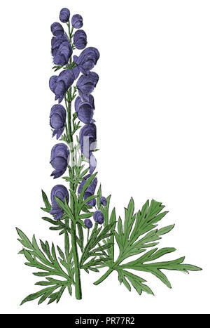 19th century illustration of Aconitum napellus (monkshood, aconite, wolfsbane, fuzi, monk's blood). Published in Systematischer Bilder-Atlas zum Conve Stock Photo