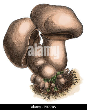 19th century illustration of Agaricus campestris commonly known as the field mushroom in North America, meadow mushroom. Published in Systematischer B Stock Photo
