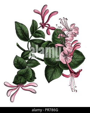 19th century illustration of lonicera caprifolium, also known as goat-leaf honeysuckle, Italian honeysuckle, perfoliate woodbine. Published in Systema Stock Photo